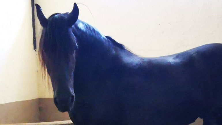 Περίπου 200 άλογα κινδύνευσαν από τη φωτιά της Βαρυμπόμπης