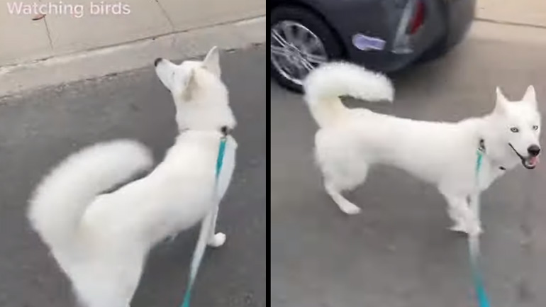 Σκύλος παρατηρεί τα πουλιά στα δέντρα