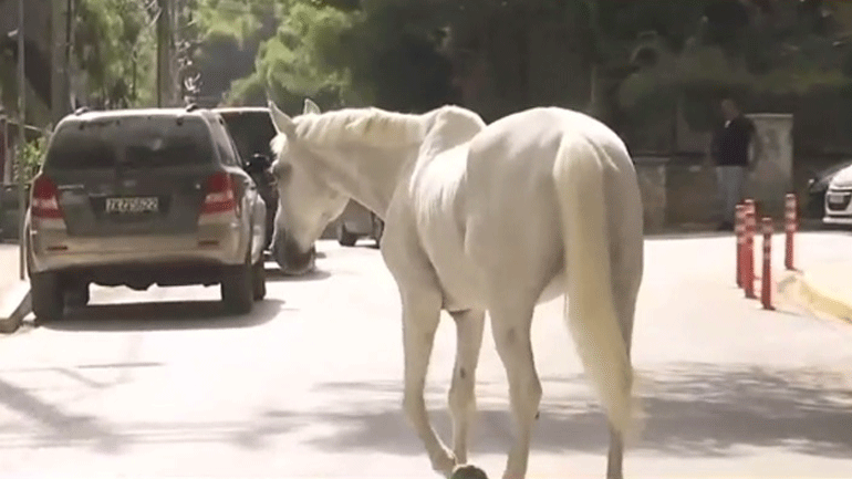 Ανακοίνωση της Ομοσπονδίας Ιππασίας για τα άλογα της Βαρυμπόμπης