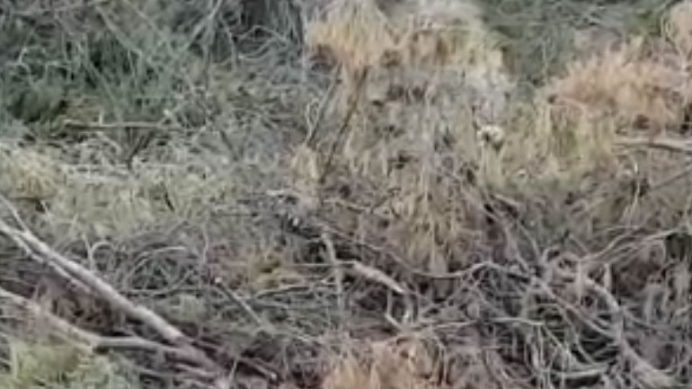 Η αδιαφορία των αρμοδίων ο μεγαλύτερος εμπρηστής Η αδιαφορία των αρμοδίων ο μεγαλύτερος εμπρηστής