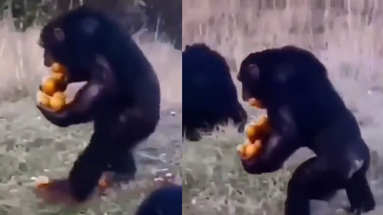 Χιμπατζής μεταφέρει πορτοκάλια