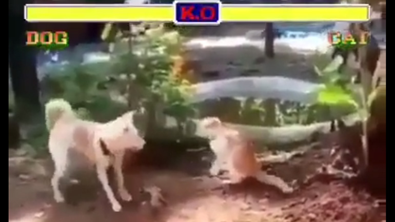 Σκύλος vs γάτα (έκδοση Street Fighter)