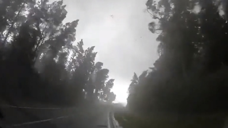 Δέντρα πέφτουν κατά τη διάρκεια μιας καταιγίδας (Λευκορωσία)