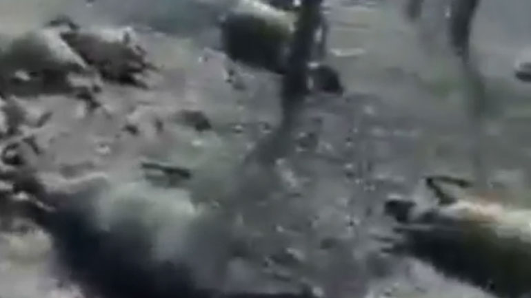 Απόγνωση και αγανάκτηση κτηνοτρόφου μπροστά στο καμένο κοπάδι του