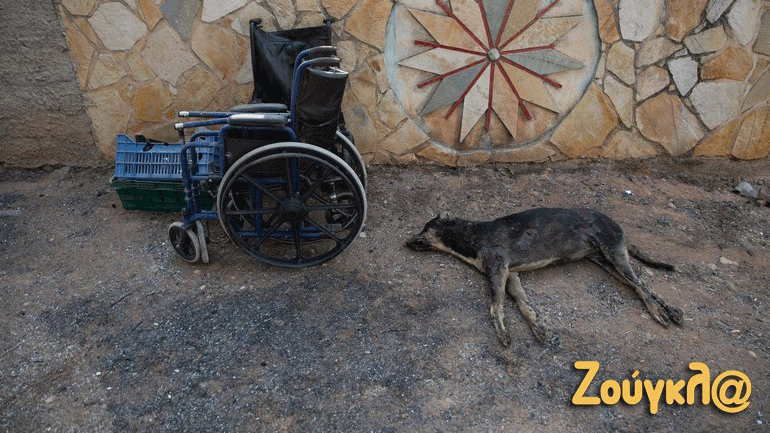 Βαρύς ο απολογισμός νεκρών ζώων στη διακεκαυμένη ζώνη