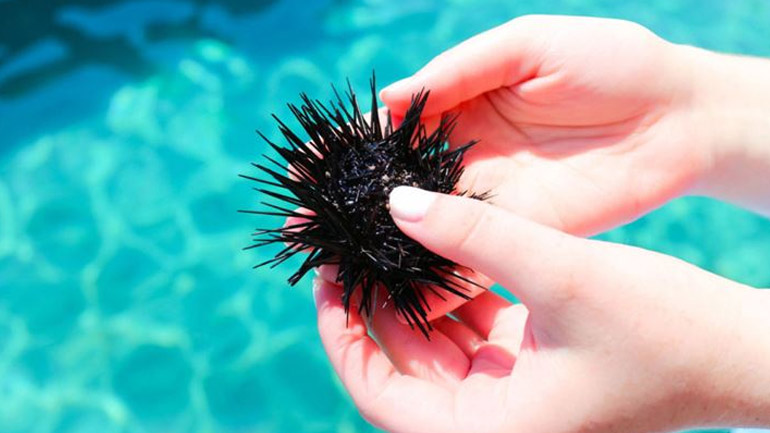 Τι κάνουμε εάν πατήσουμε δράκαινα ή αχινό στη θάλασσα;