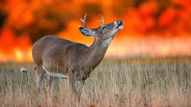 Πυρκαγιές και άγρια ζώα – Χρήσιμες συμβουλές από την ΑΝΙΜΑ