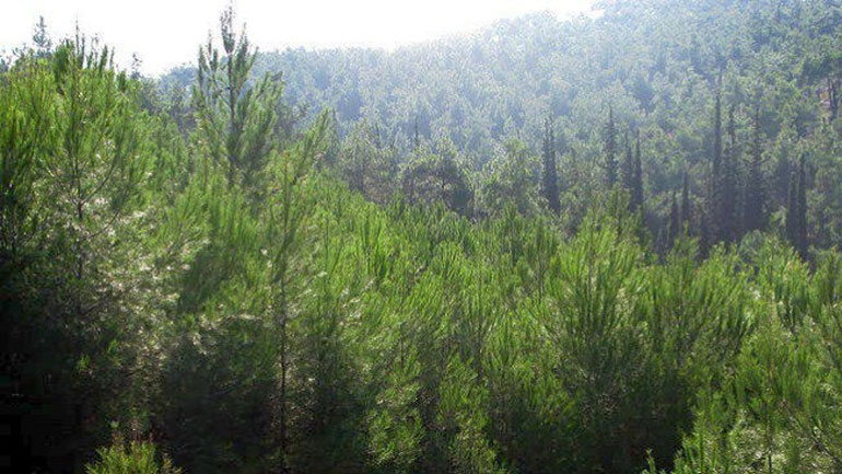 Παρατείνεται για μια εβδομάδα η απαγόρευση διέλευσης και παραμονής στα δάση