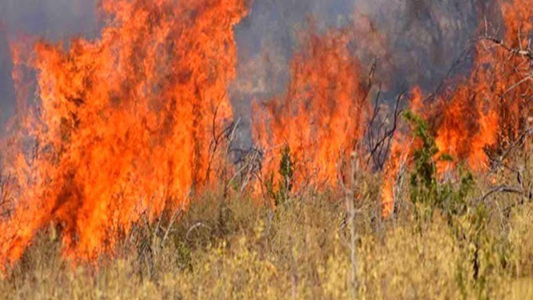 Νέα πυρκαγιά σε δασική έκταση στη Χαλκιδική Νέα πυρκαγιά σε δασική έκταση στη Χαλκιδική