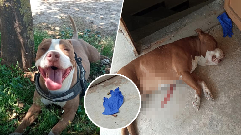 Ο αστυνομικός σκότωσε με μια βολή στην καρδιά το πίτμπουλ