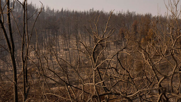 Περίπου 50.000 στρέμματα κάηκαν στη Βόρεια Εύβοια μέσα σε τρεις ημέρες