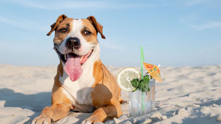 Τι κάνουμε εάν το ζωάκι μας πάθει θερμοπληξία Τι κάνουμε εάν το ζωάκι μας πάθει θερμοπληξία