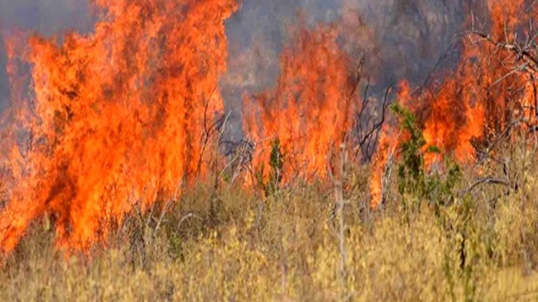 Νέα πυρκαγιά σε δύσβατη δασική έκταση στη Σιθωνία Χαλκιδικής