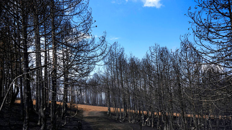 Στις 77 οι πληγείσες επιχειρήσεις από την μεγάλη πυρκαγιά στη Βαρυμπόμπη