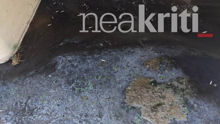 Ηράκλειο: Εκατοντάδες νεκρά ψάρια στον ποταμό Γιόφυρο