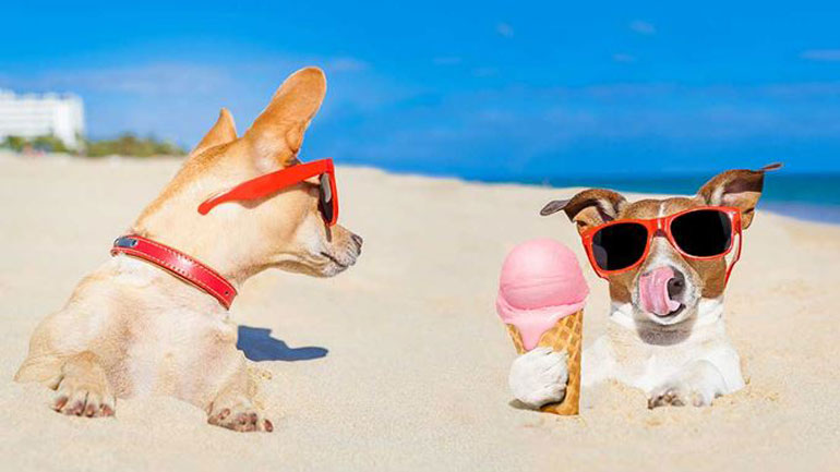 Πώς θα φτιάξετε την τέλεια δροσιστική γρανίτα για τον σκύλο σας σύμφωνα με την pet editor