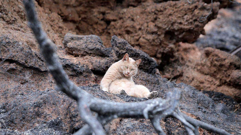Ο Τσίτσος και οι φίλοι του συγκέντρωσαν και έστειλαν 5.754 ευρώ για τα πυρόπληκτα ζώα Ο Τσίτσος και οι φίλοι του συγκέντρωσαν και έστειλαν 5.754 ευρώ για τα πυρόπληκτα ζώα