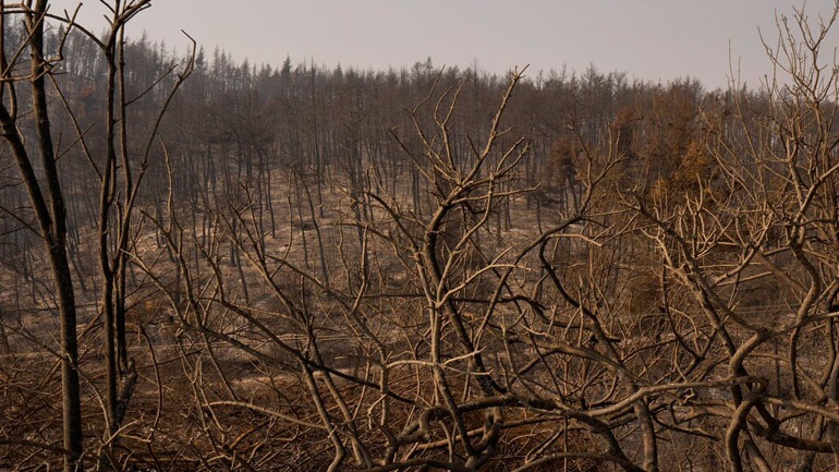 Διανομή 13 τόνων ζωοτροφών στους πυρόπληκτους κτηνοτρόφους της Αν. Αττικής