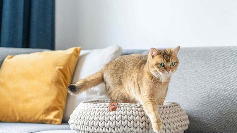 Πώς να προστατεύσετε τα έπιπλά σας από τα νύχια της γάτας