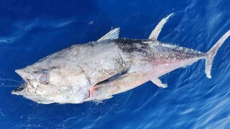 Βρέθηκε νεκρός τόνος στον Σαρωνικό