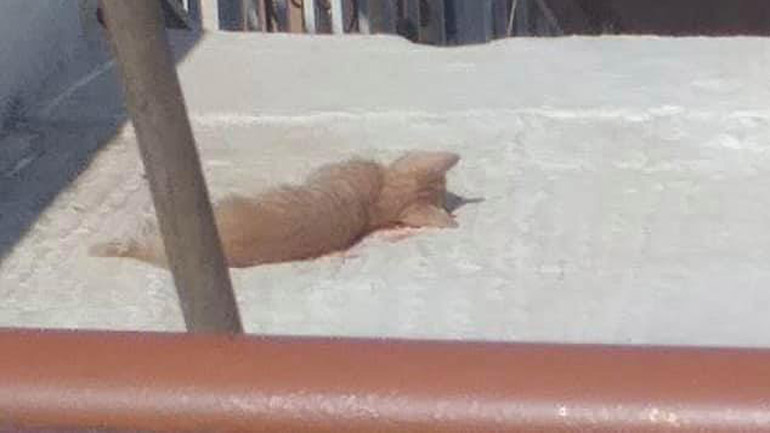 Φρίκη: Γυναίκα κατηγορείται ότι σκότωσε γάτα με σκούπα στη Σαλαμίνα – Επενέβη η αστυνομία