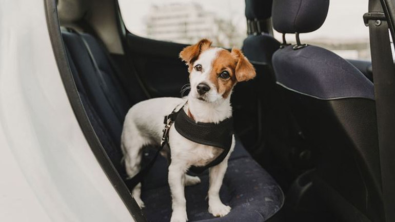 Όταν ο σκύλος σας φοβάται το αυτοκίνητο