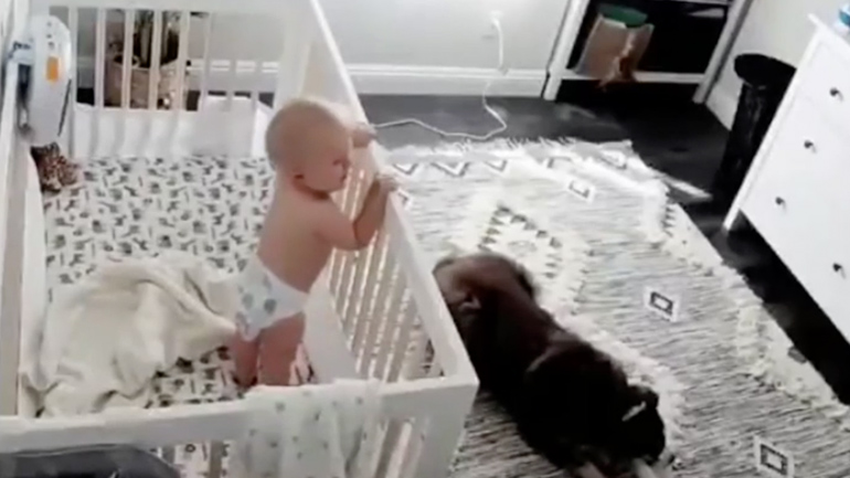 Ο σκύλος babysitter