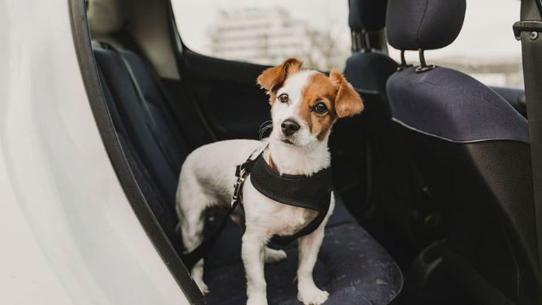 Όταν ο σκύλος σας φοβάται το αυτοκίνητο