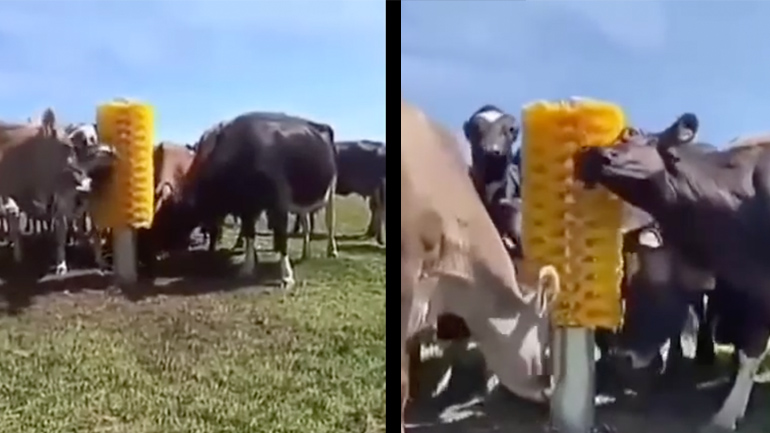 Βούρτσα για αγελάδες