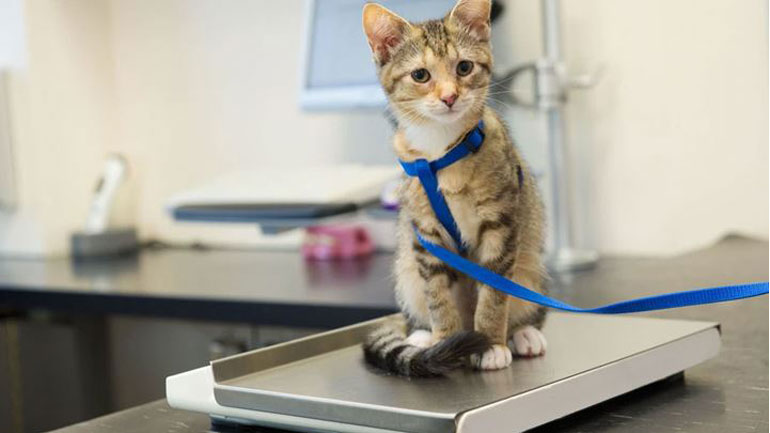 Πόσα κιλά θα πρέπει να ζυγίζει η γάτα μας;