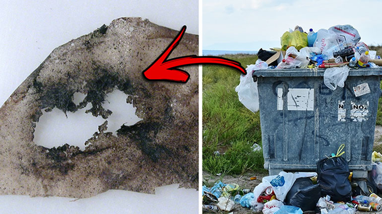 Ο μύκητας και τα βακτήρια που καταναλώνουν τα πλαστικά απόβλητα