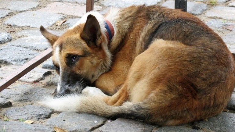 Θεσσαλονίκη: Ελεύθερος υπό όρους αφέθηκε 25χρονος που σκότωσε σκύλο Θεσσαλονίκη: Ελεύθερος υπό όρους αφέθηκε 25χρονος που σκότωσε σκύλο