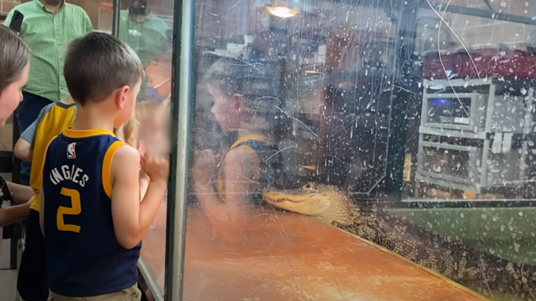 Αλιγάτορας επιτίθεται σε θεραπεύτρια