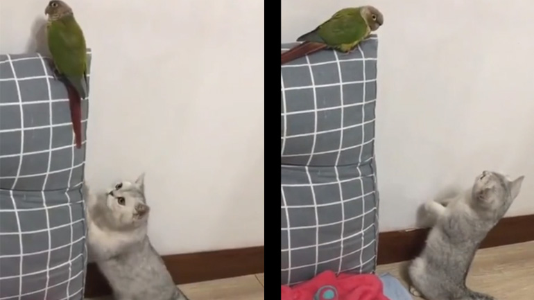 Μην ενοχλείσαι, τον τοίχο ελέγχω, αν είναι λείος!