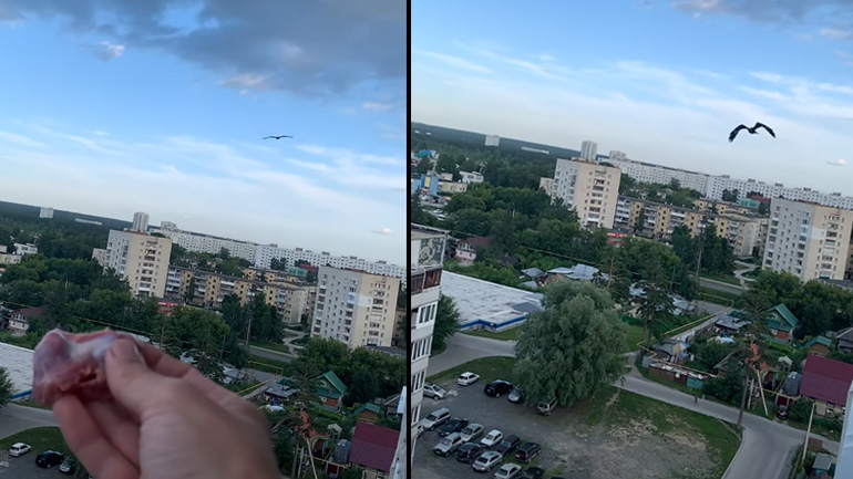 Άνδρας ταΐζει έναν αετό από το παράθυρό του