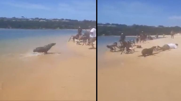 Φώκια τρομάζει έναν ψαρά