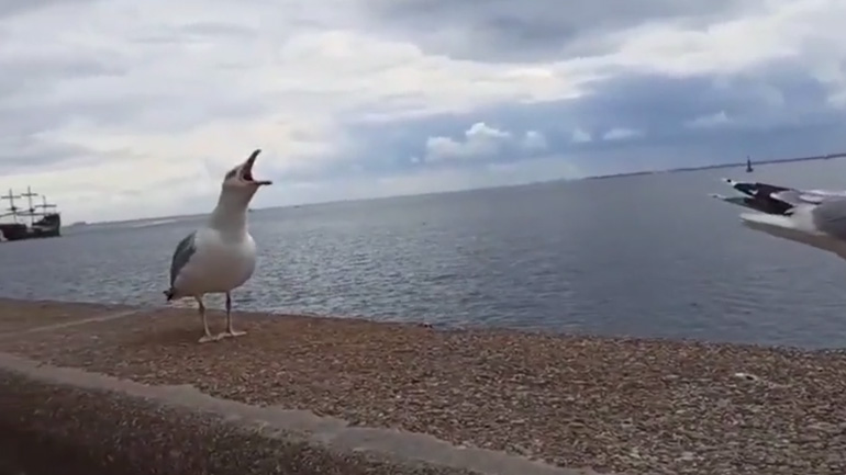 Δύο γλάροι κοροϊδεύουν έναν νεαρό γλάρο