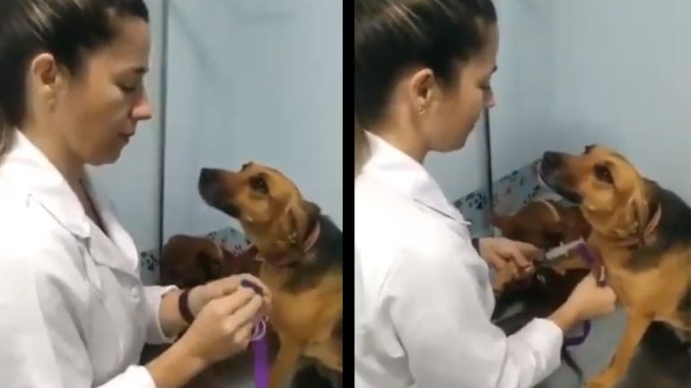 Ένας σκύλος στον κτηνίατρο