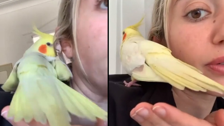 Παπαγάλος γεννά στον ώμο της ιδιοκτήτριάς του