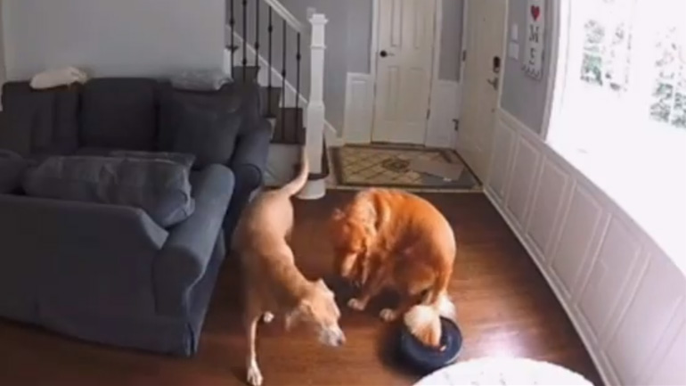 Ρομποτική σκούπα εναντίον σκύλου