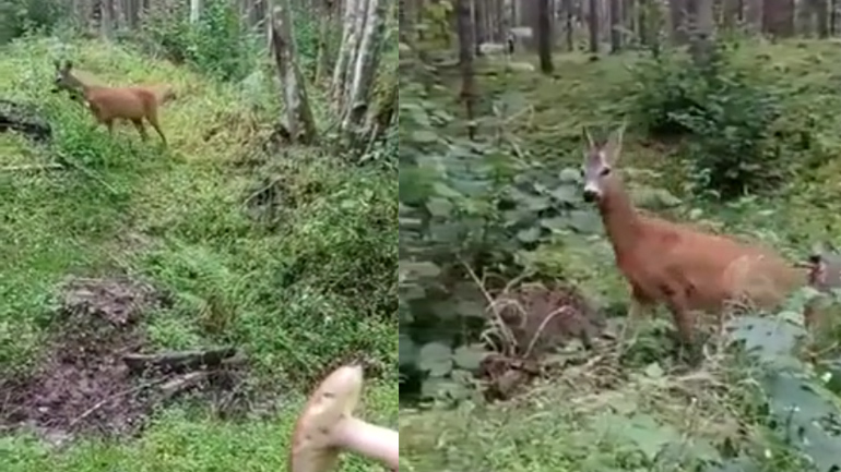 Άνδρας προσφέρει ένα μανιτάρι σε ένα άγριο ελάφι