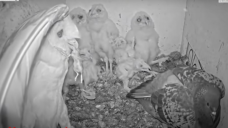 Τα περιστέρια διάλεξαν τη λάθος φωλιά