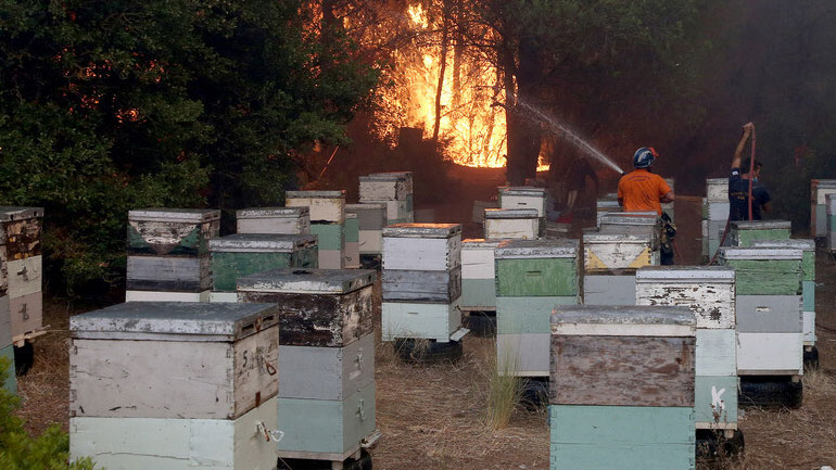 Ειδικά προγράμματα για πυρόπληκτους ρητινοσυλλέκτες και μελισσουργούς