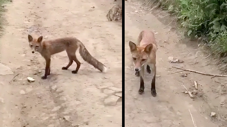 Δίνοντας ψωμί σε μια αλεπού 