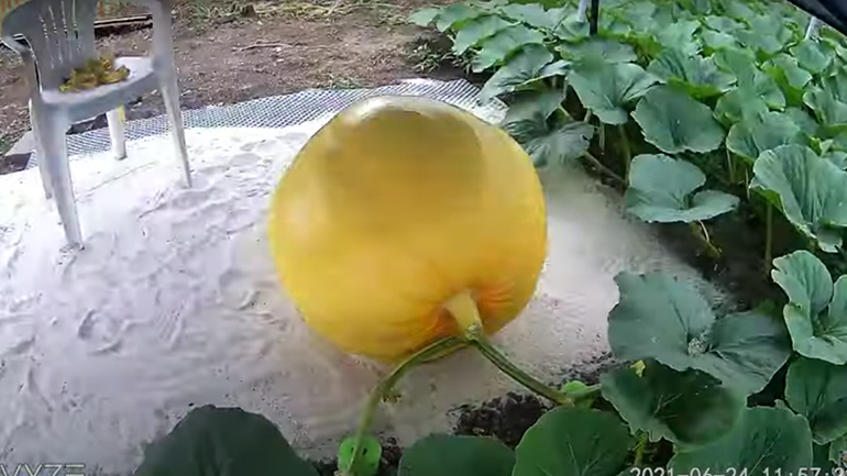 Η ανάπτυξη μιας κολοκύθας σε timelapse