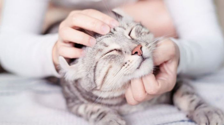 Ποια είναι τα οφέλη της γάτας στην υγεία μας;