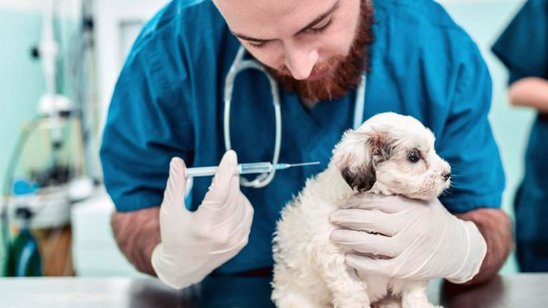 Ποια εμβόλια πρέπει να κάνει το κουτάβι μου Ποια εμβόλια πρέπει να κάνει το κουτάβι μου