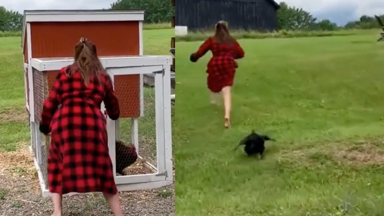 Προσοχή κόκορας!