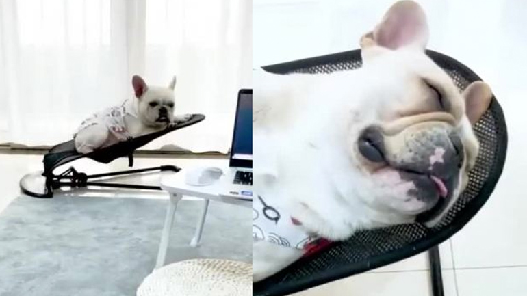 Η πιο άνετη ξαπλώστρα για σκύλους 