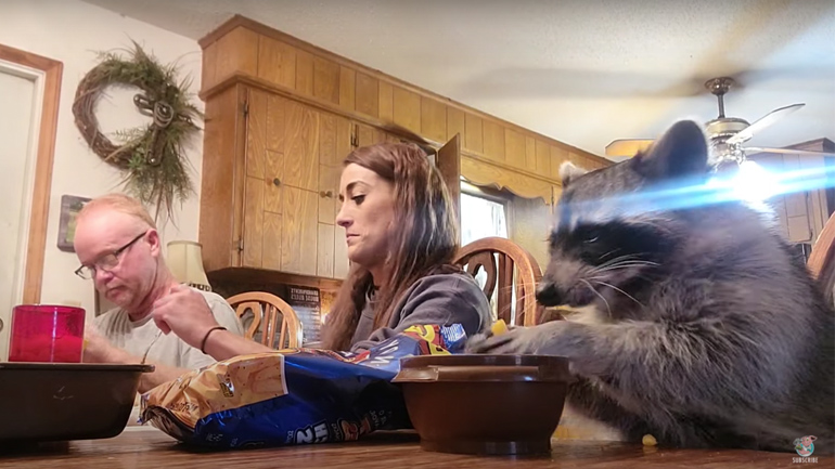 Ρακούν παίρνει το πρωινό του